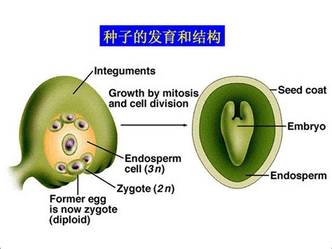 珠被 套數